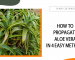 How to Propagate Aloe Vera in 4 Easy Methods
