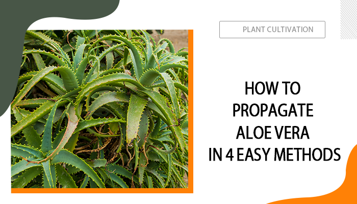 How to Propagate Aloe Vera in 4 Easy Methods