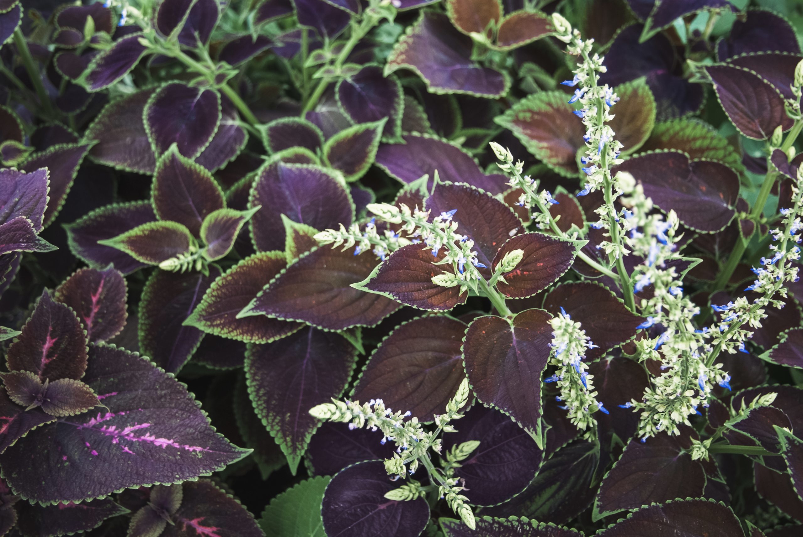 Purple and Green Leaf Plant - Painted Nettles