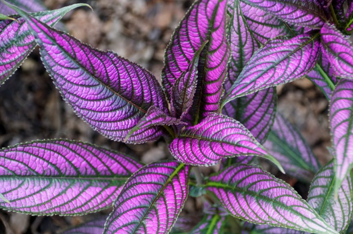 Purple and Green Leaf Plant - Persian Shield