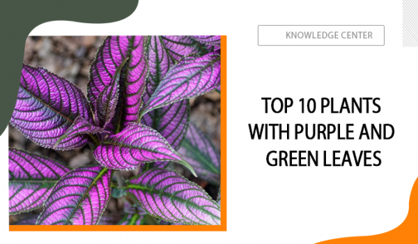 Plants with Purple and Green Leaves