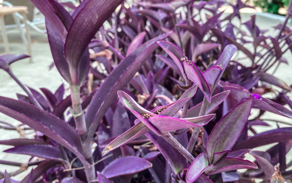 Purple and Green Leaf Plant - Purple Heart Plant