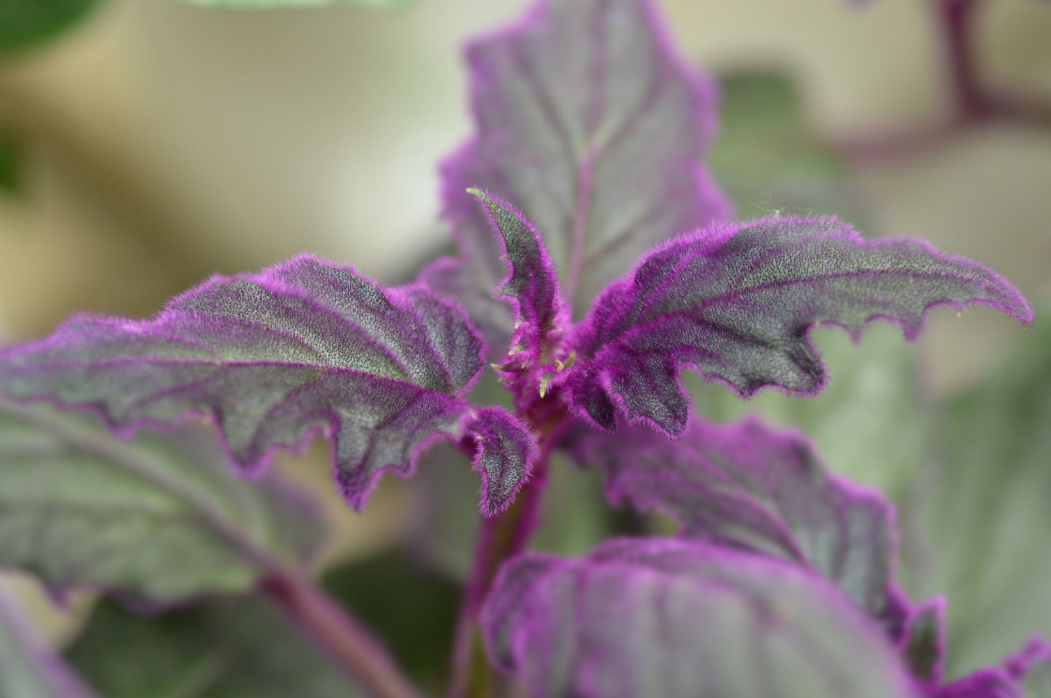 Purple and Green Leaf Plant - Purple Velvet Plant