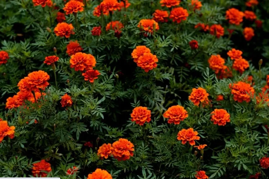 Triploid marigold