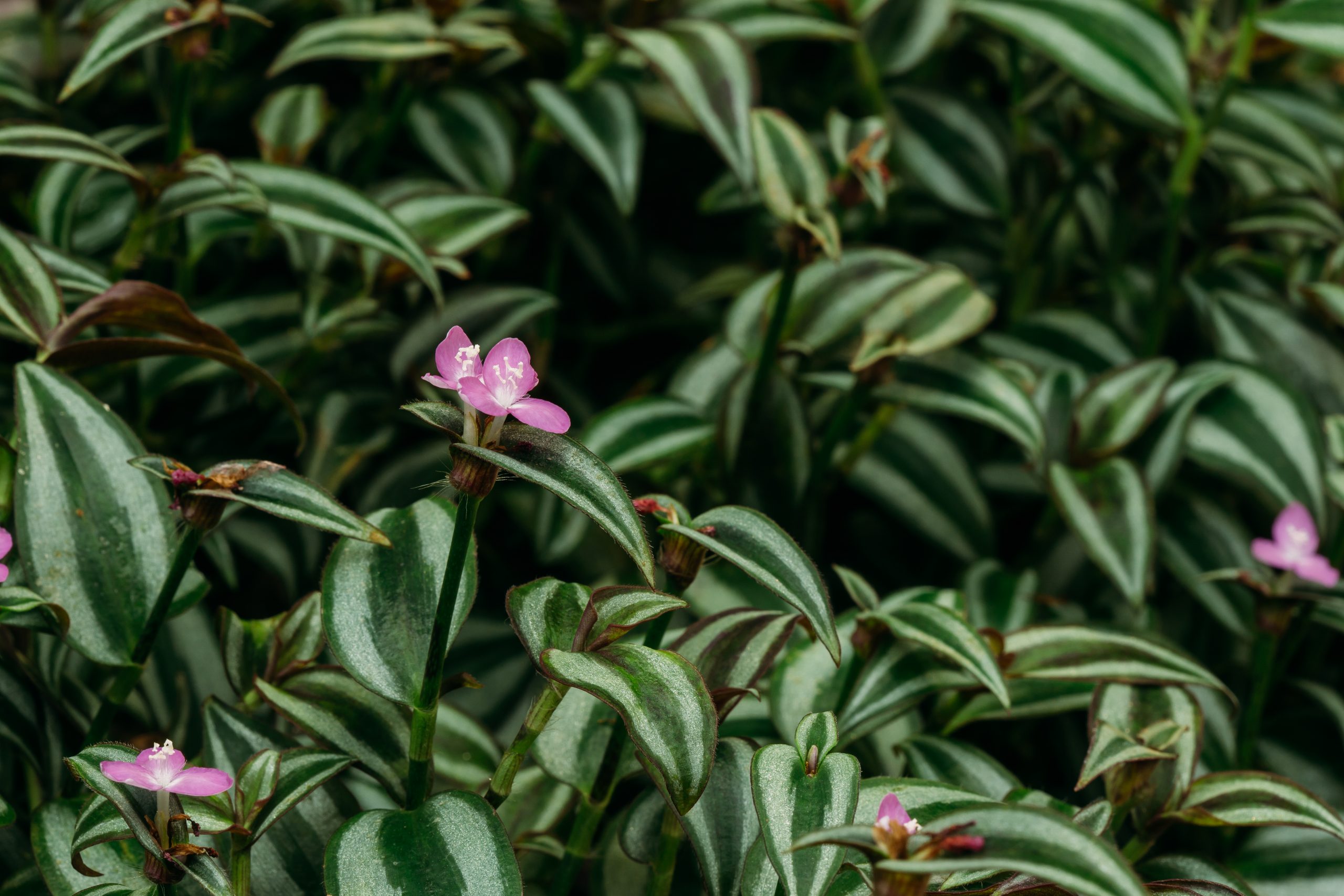 Purple and Green Leaf Plant - Wandering Jew