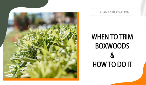 When to Trim Boxwoods