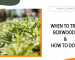 When to Trim Boxwoods