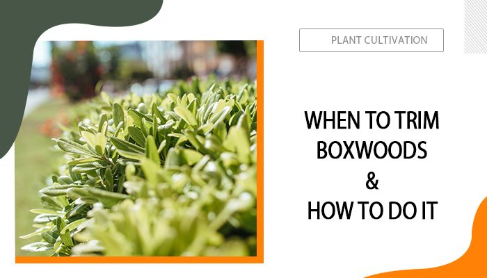 When to Trim Boxwoods