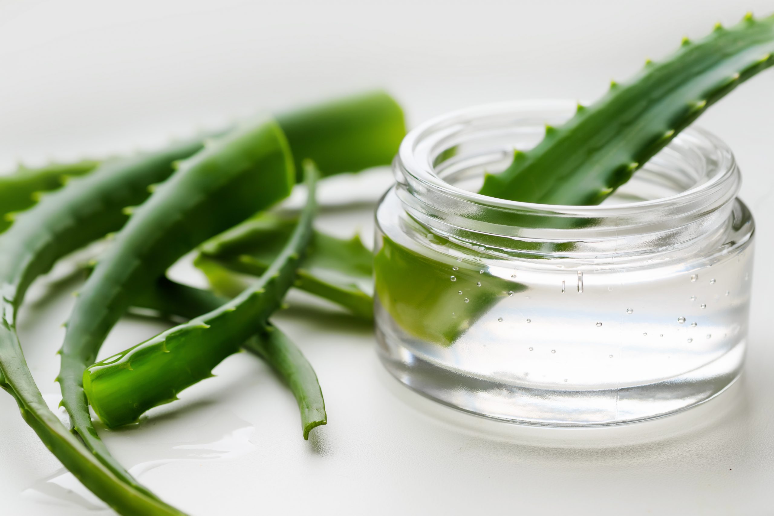 Aloe Vera leaves