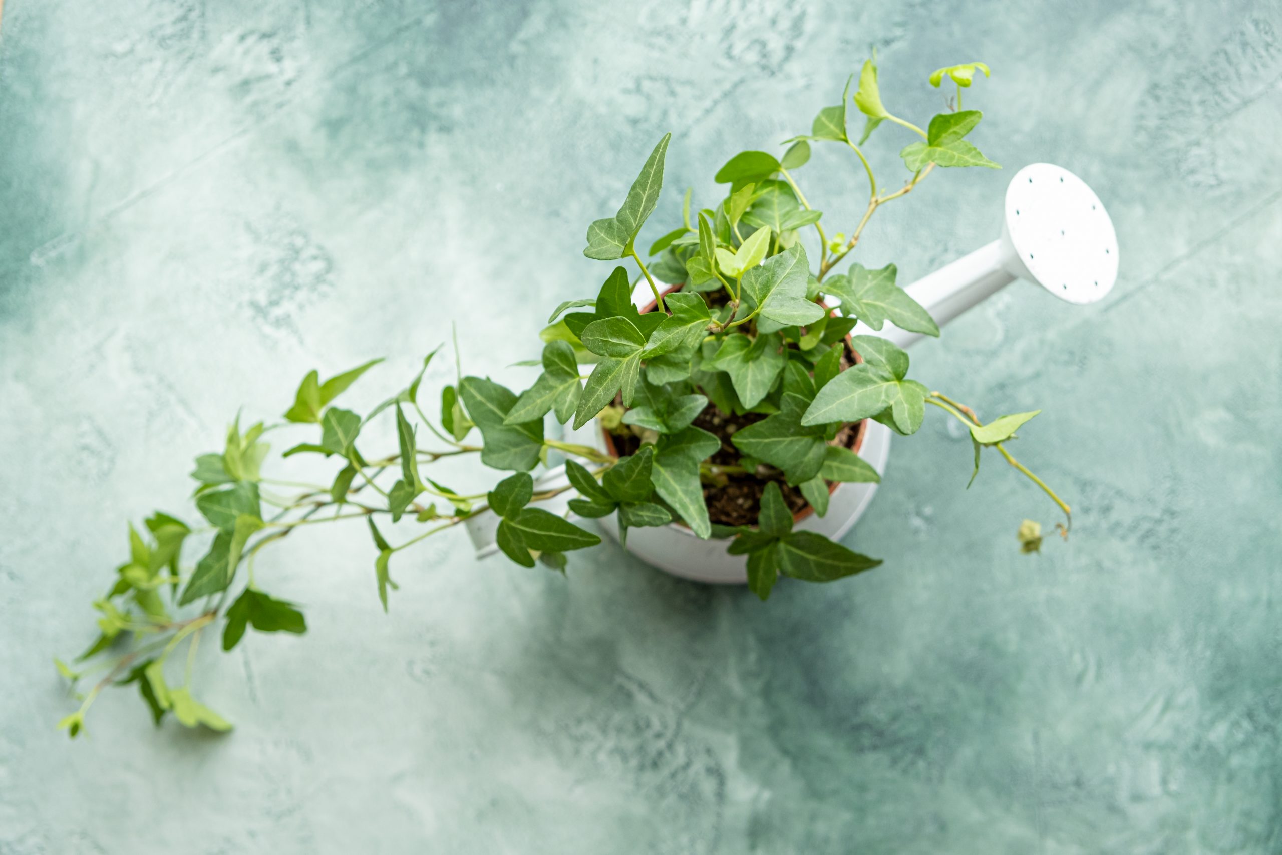 English Ivy - Fast Growing Vine Plant