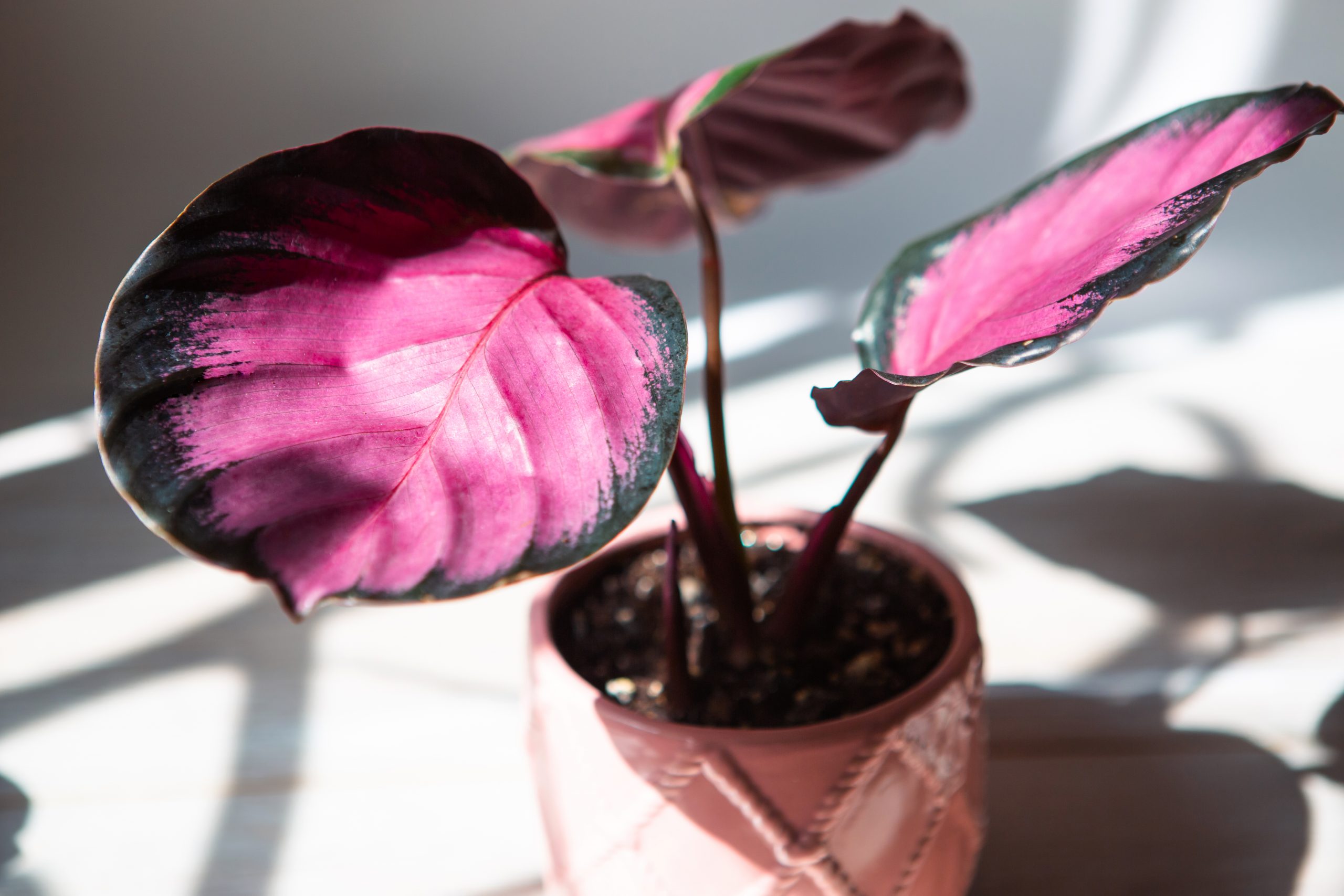 Purple and Green Leaf Plant - Rose-Painted Calathea