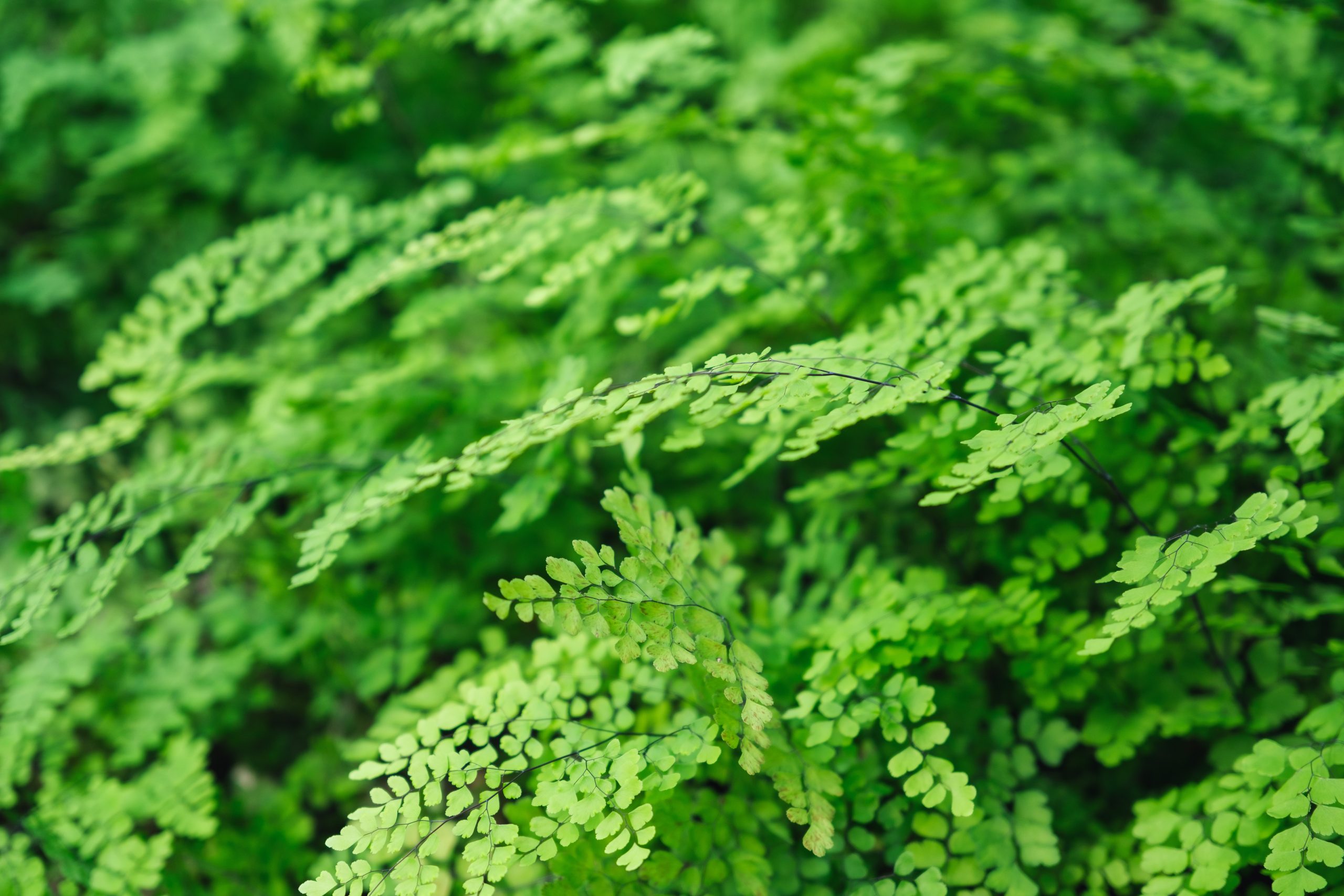Maidenhair Vine - Delicate Vine for Indoor Growing