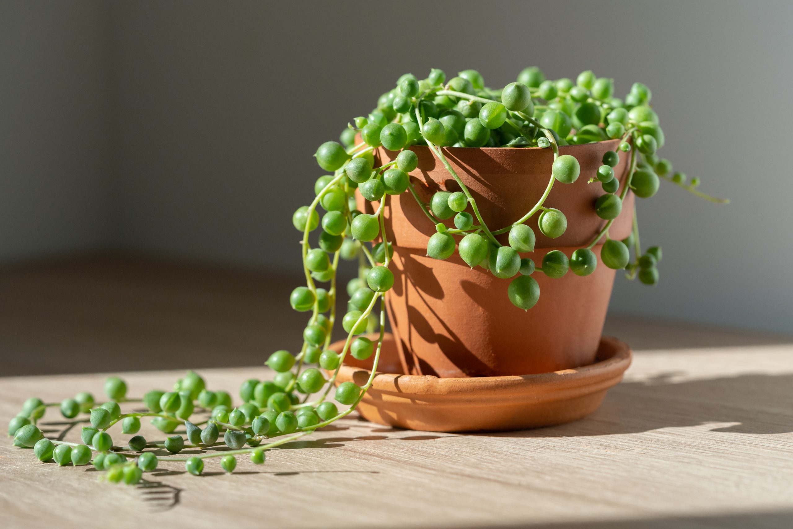 String of Pearls - Best Small Vine Plant Indoor