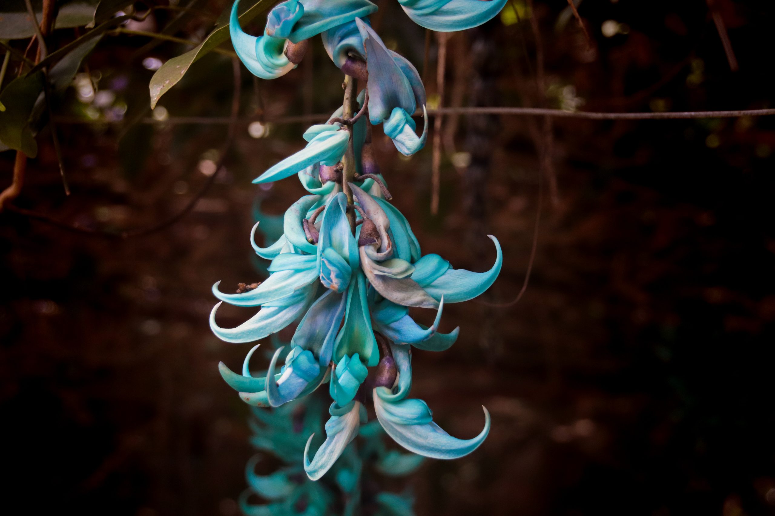 Jade Vine - Rare & Exotic Indoor Vine Plant 