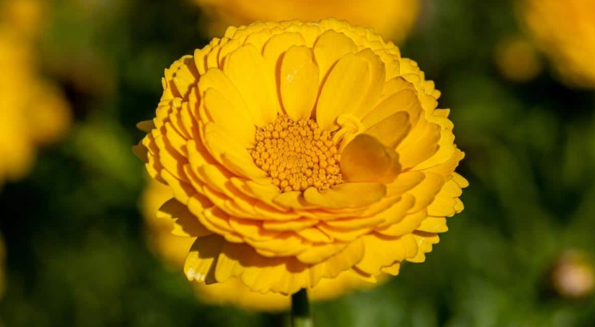 desert marigold