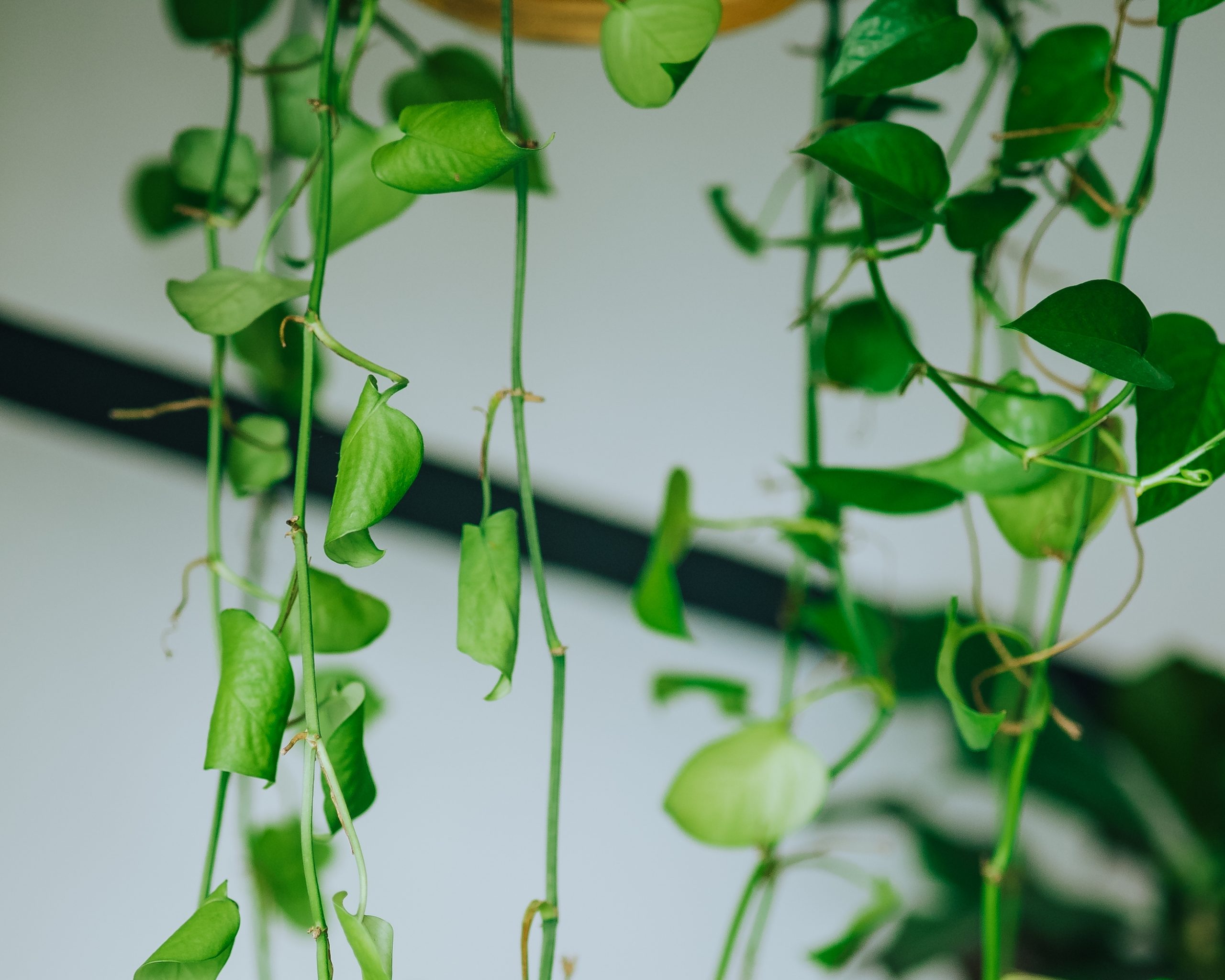 Pothos vine