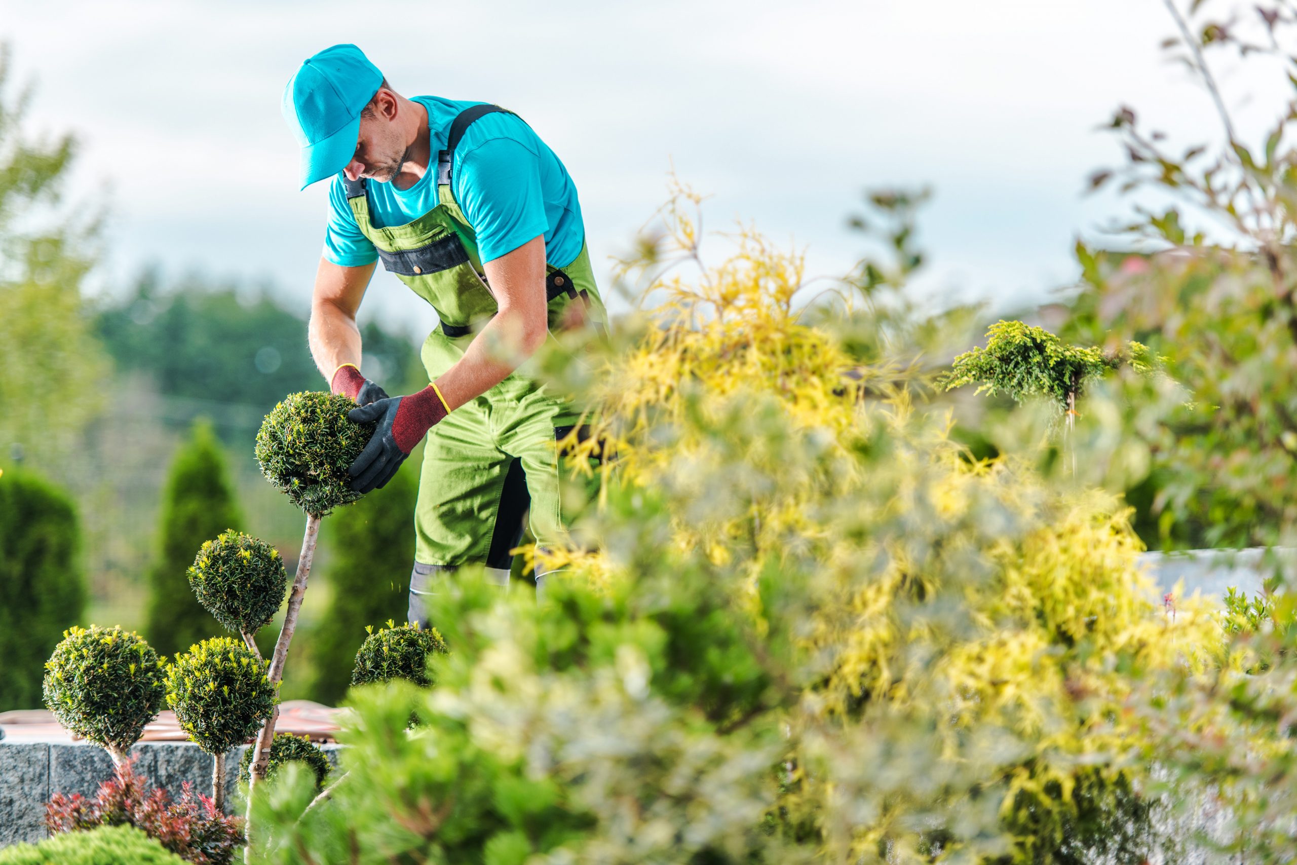 When to Trim Boxwoods