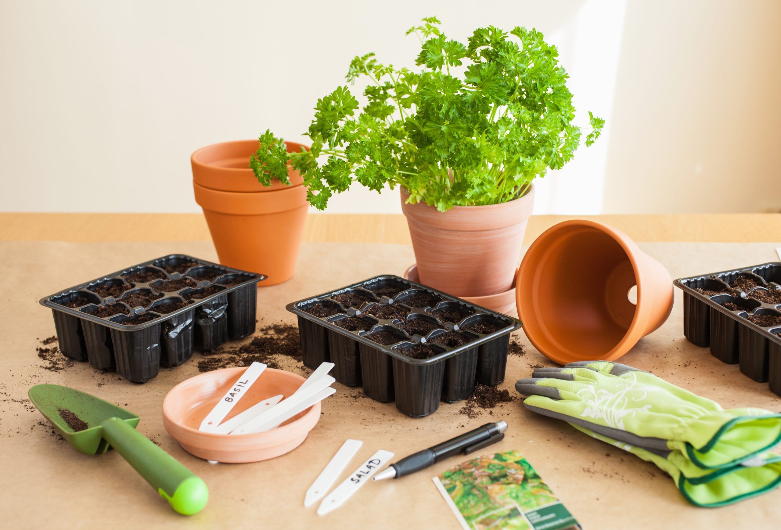 germination box