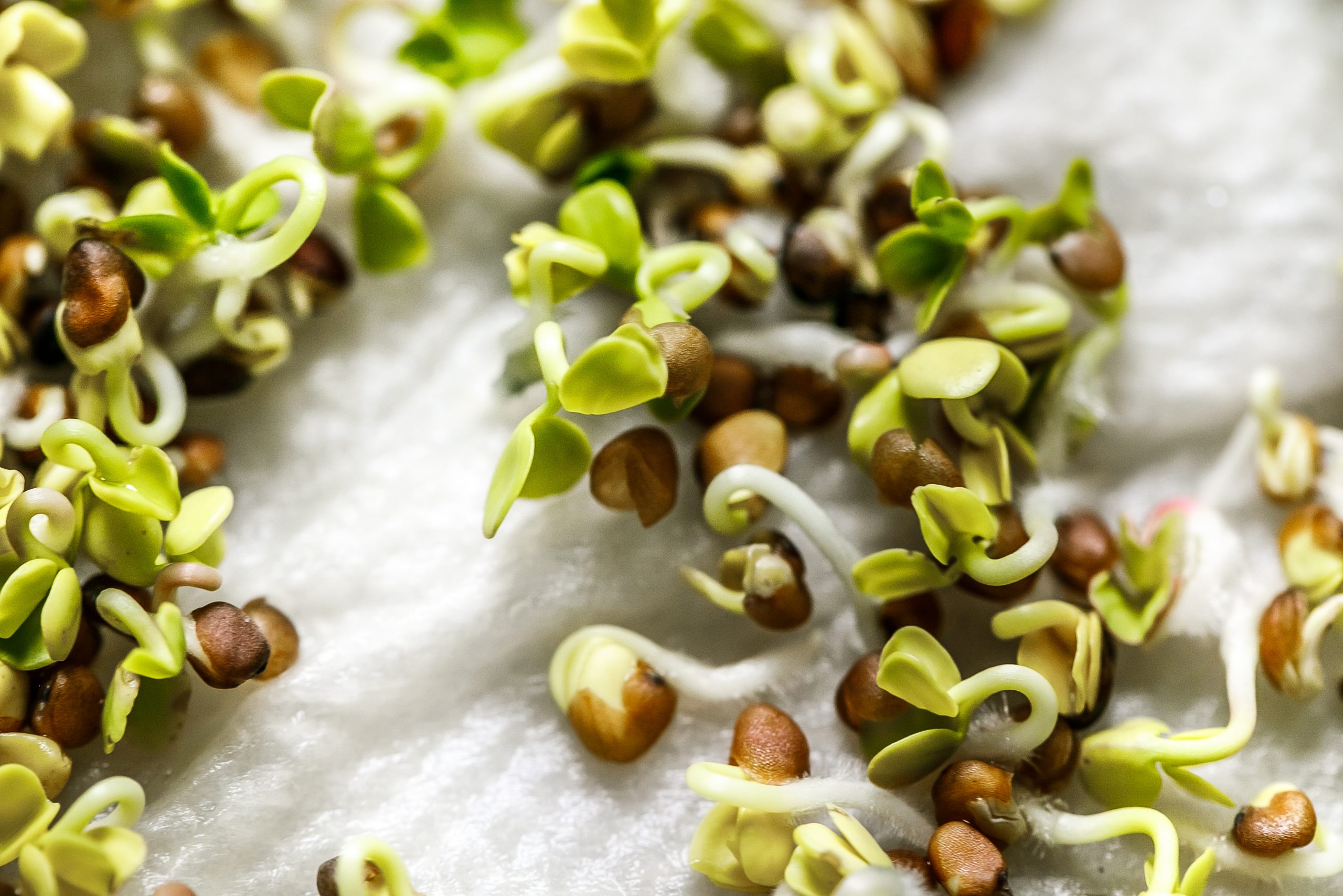 germinate seeds with paper towel