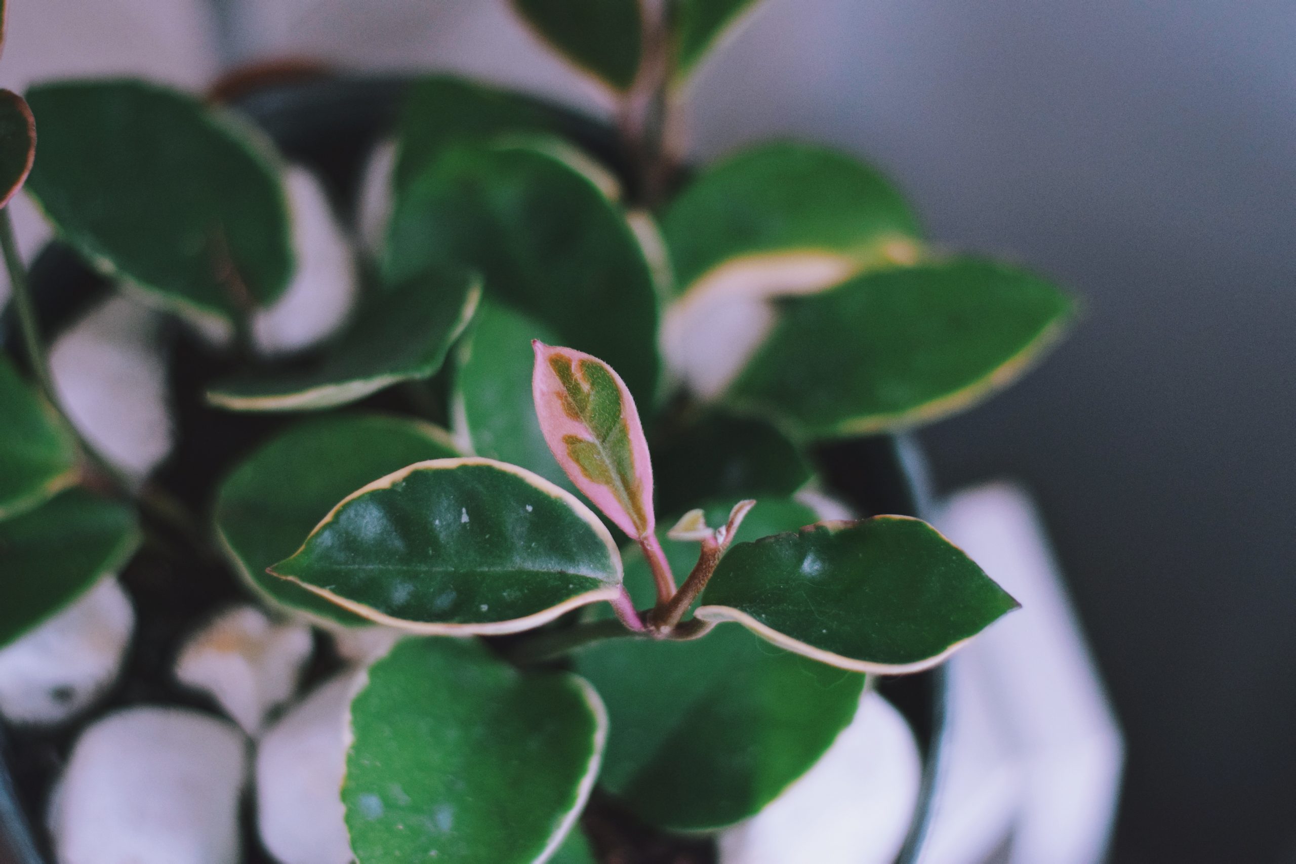 Hoya vine