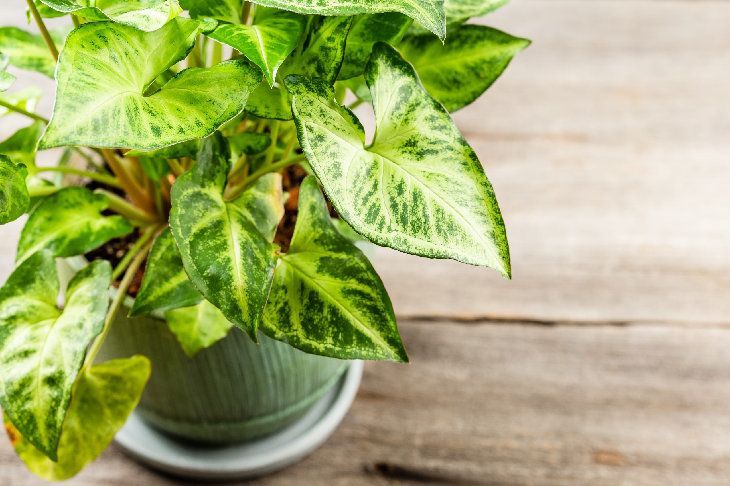 Arrowhead Vine - Versatile Indoor Vine Plant