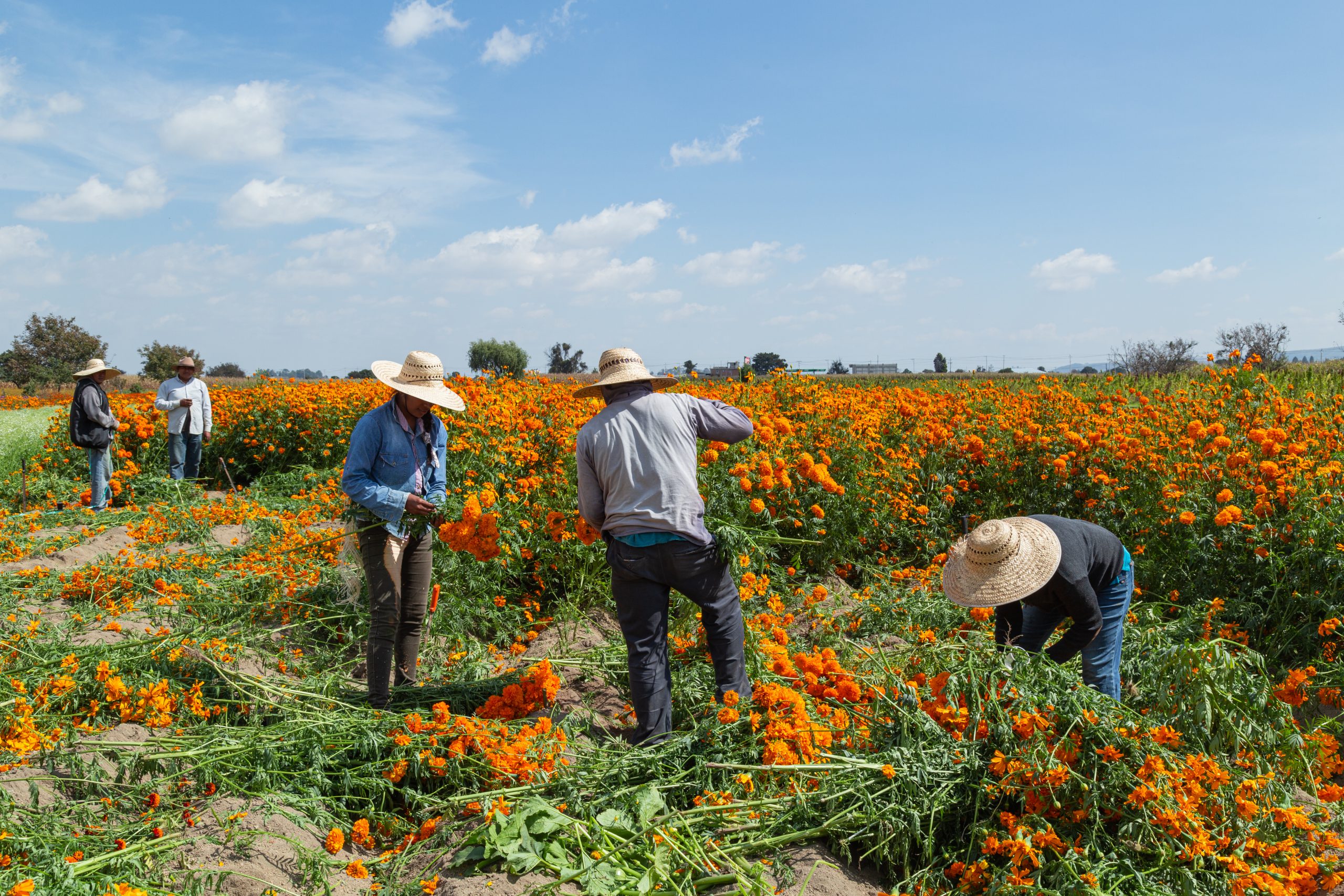 growing marigolds