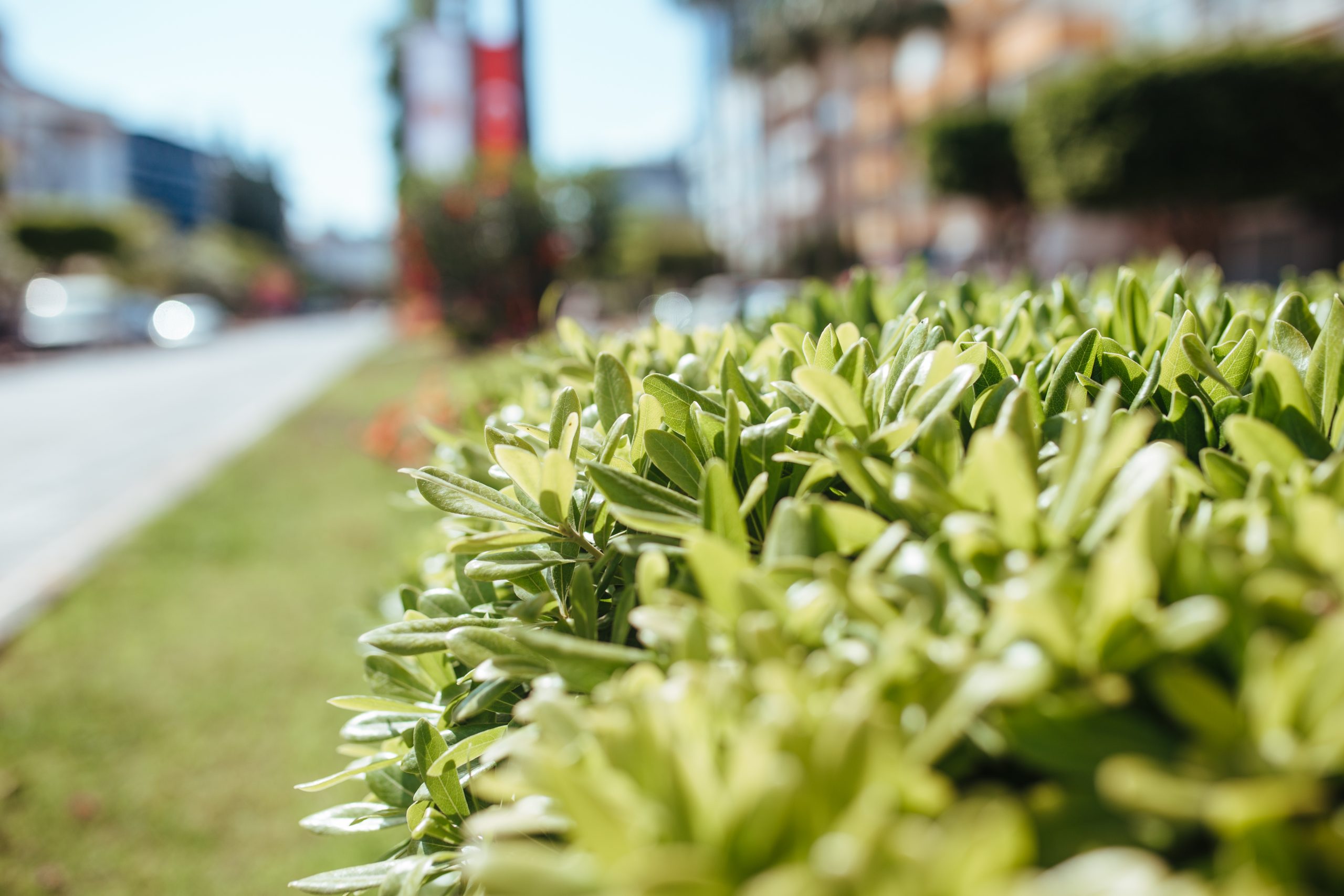 hedge of boxwood