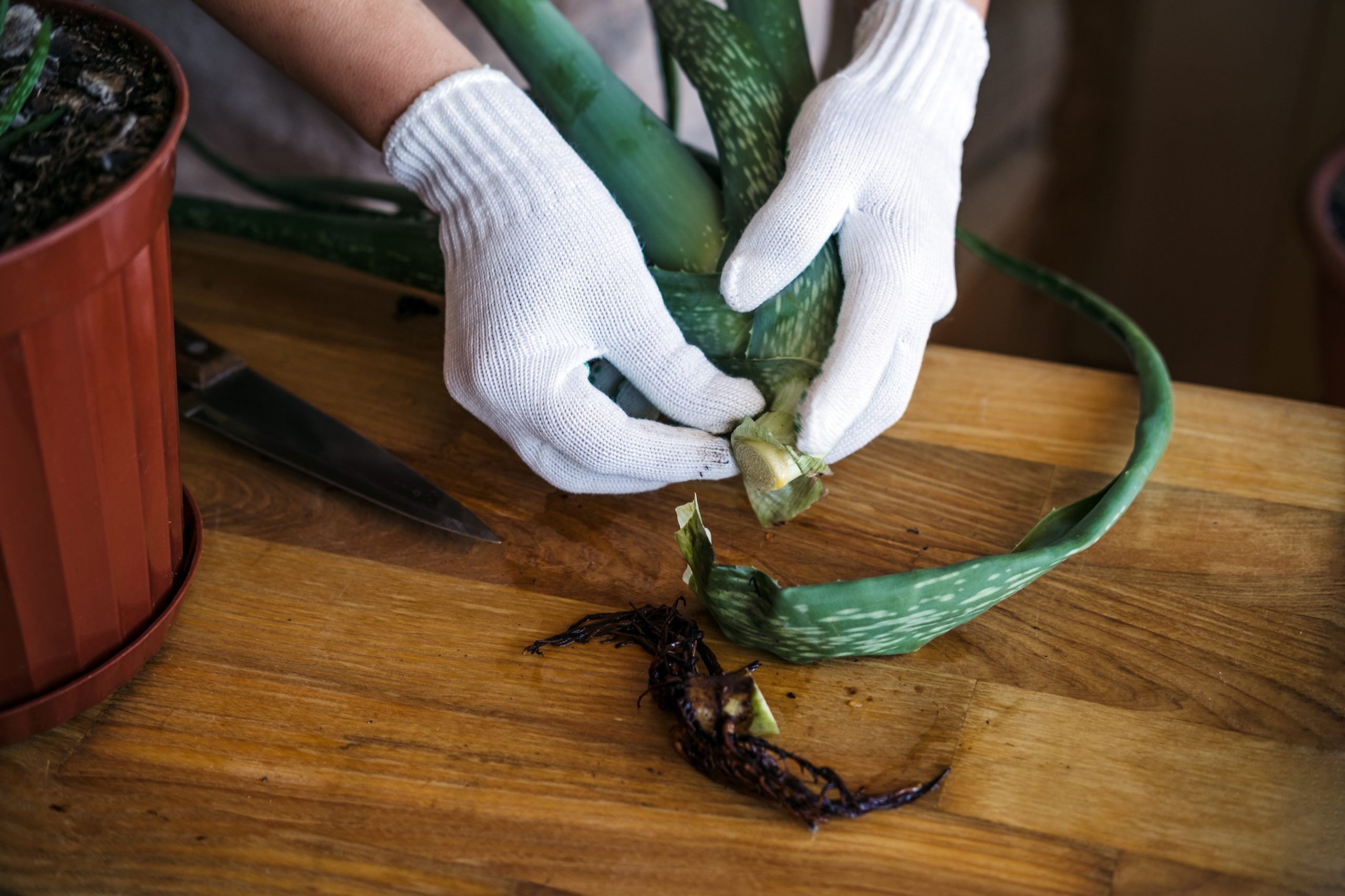 how to propagate aloe without root