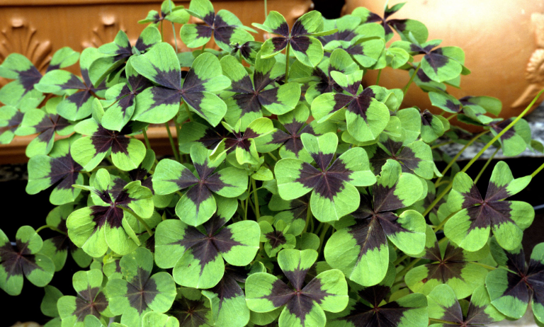 Purple and Green Leaf Plant - Iron Cross