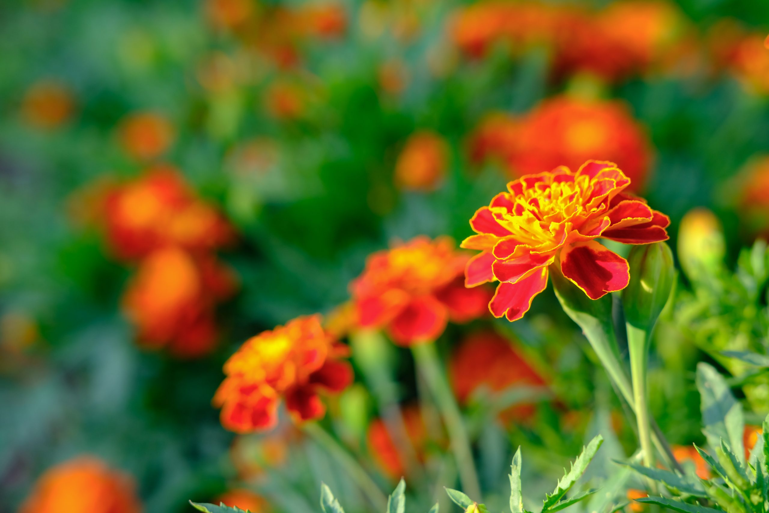 Signet Marigolds