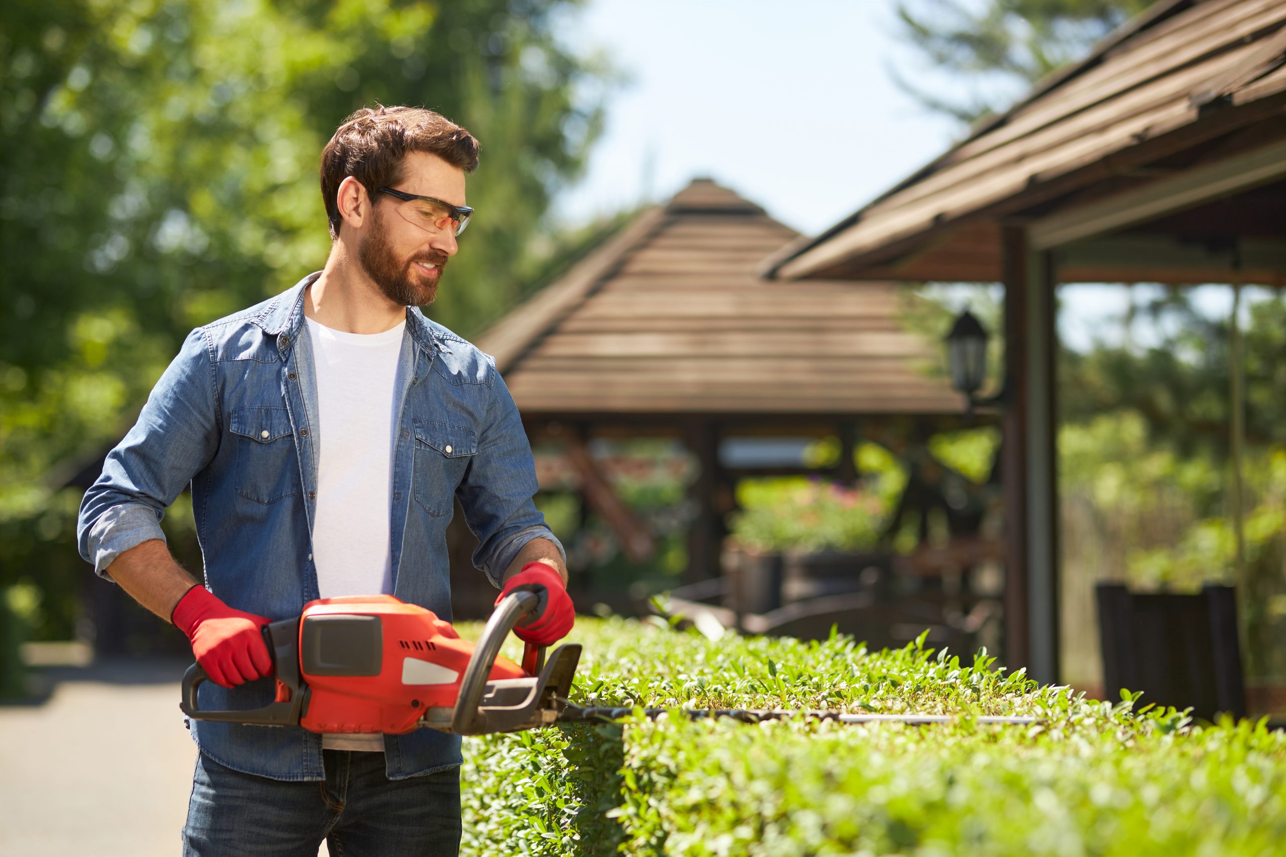 how to trim boxwoods