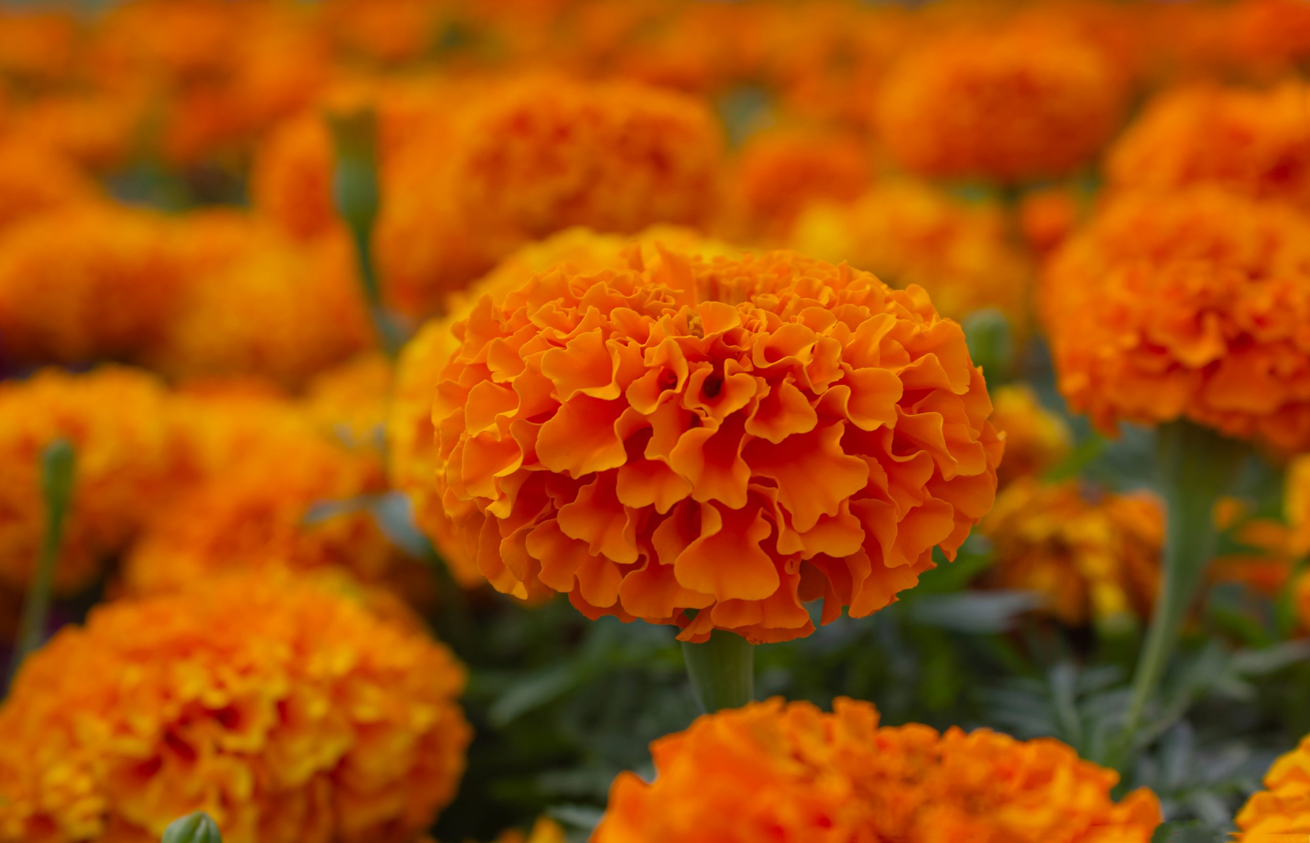 Mexican marigold