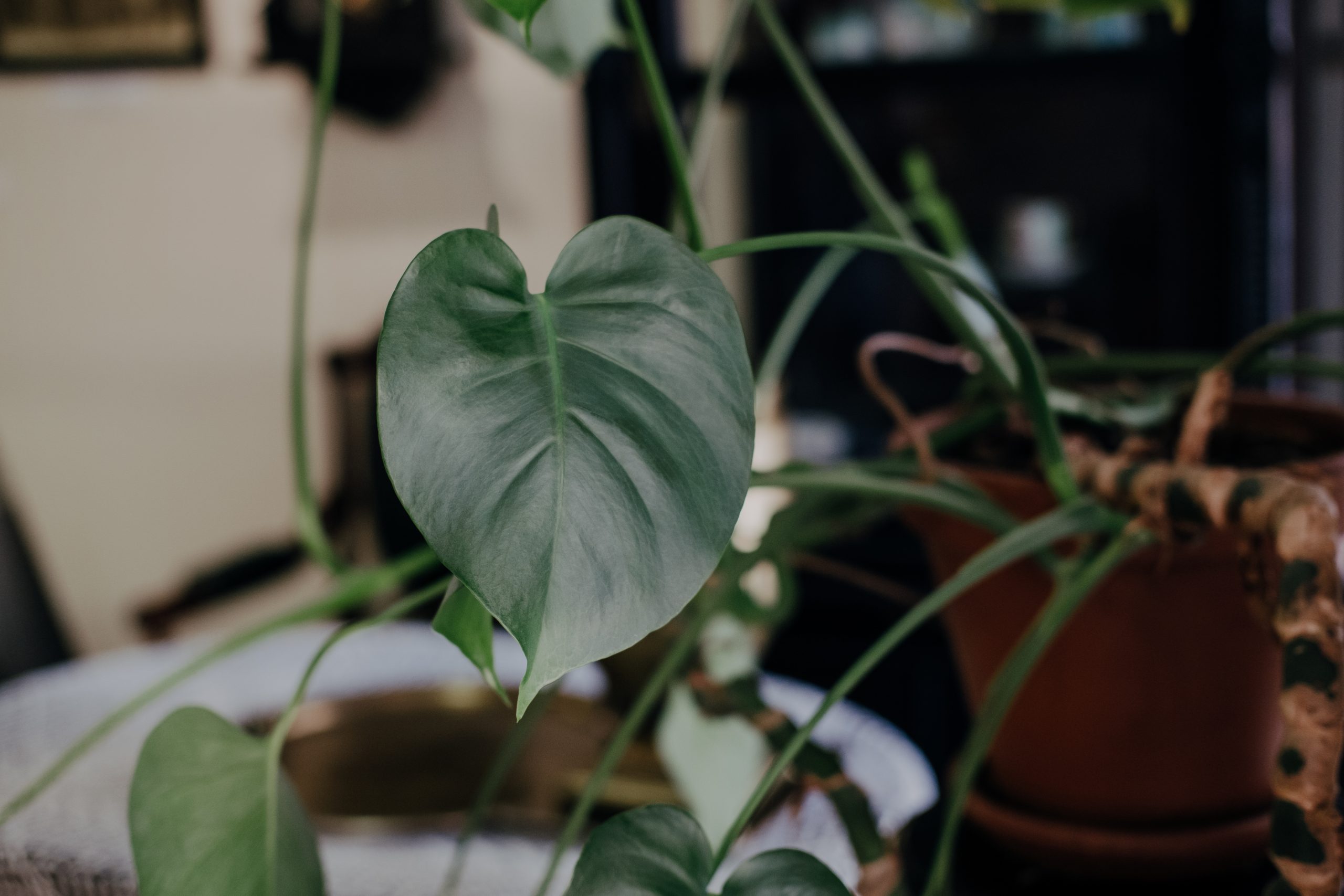 Philodendron - Adaptable Vine Plants Indoor