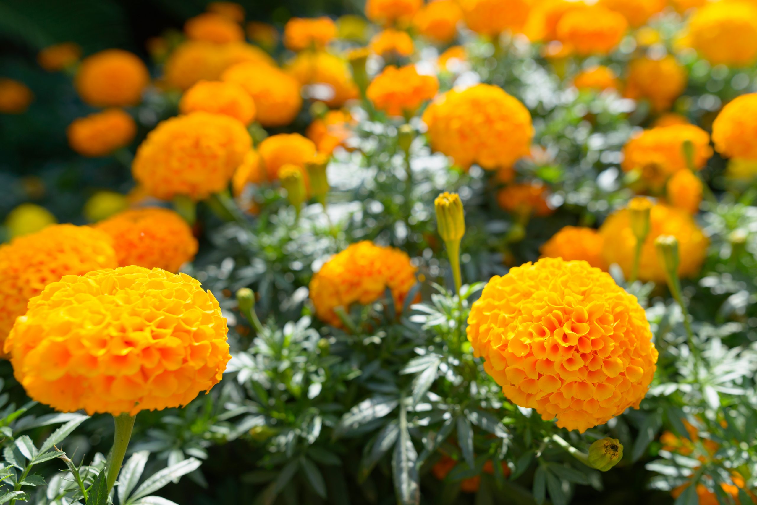 African Marigold