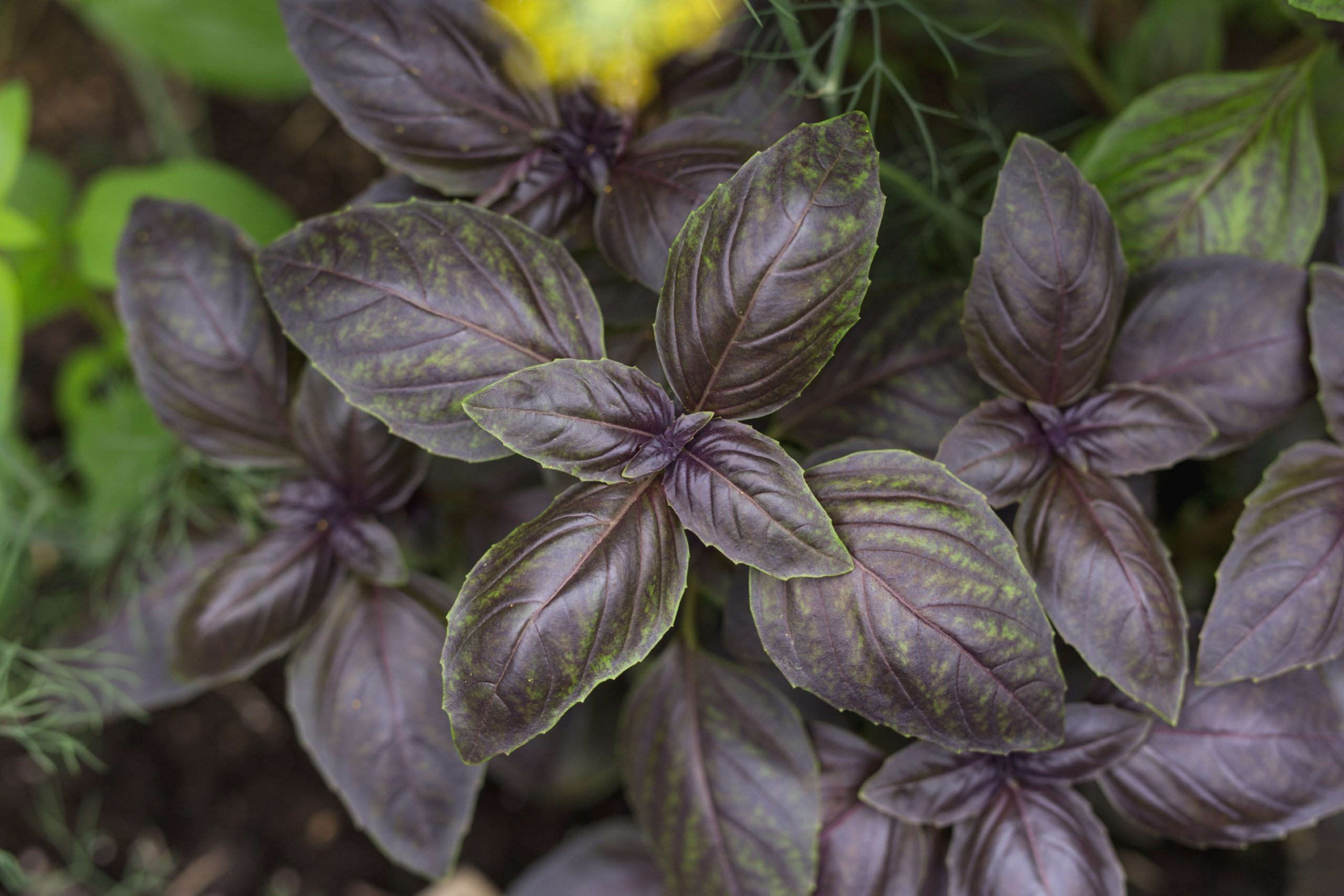 Purple and Green Leaf Plant - Purple Basil