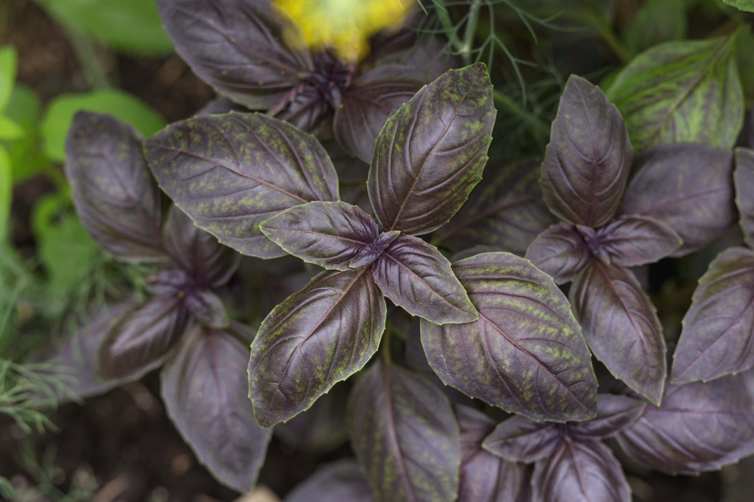 purple-basil