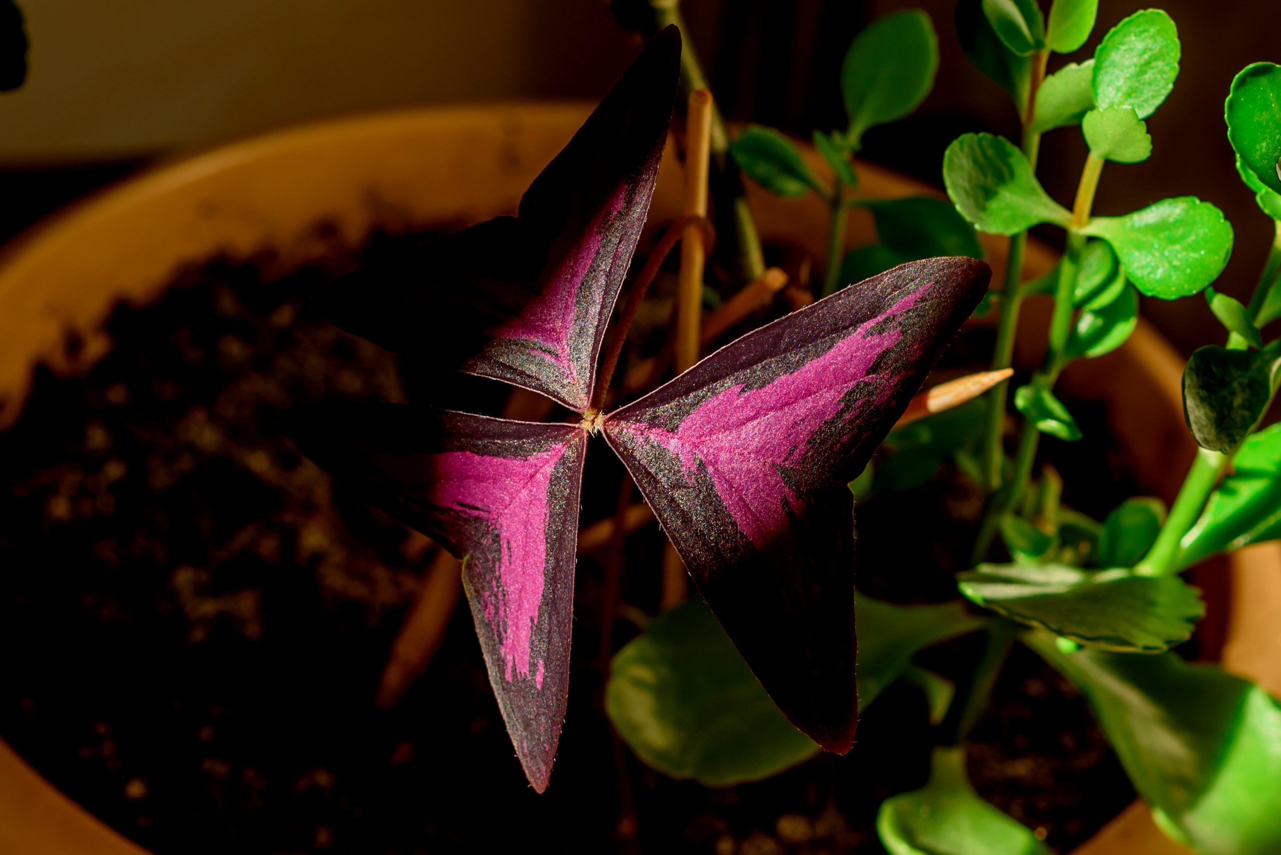 Purple and Green Leaf Plant - Purple Shamrock