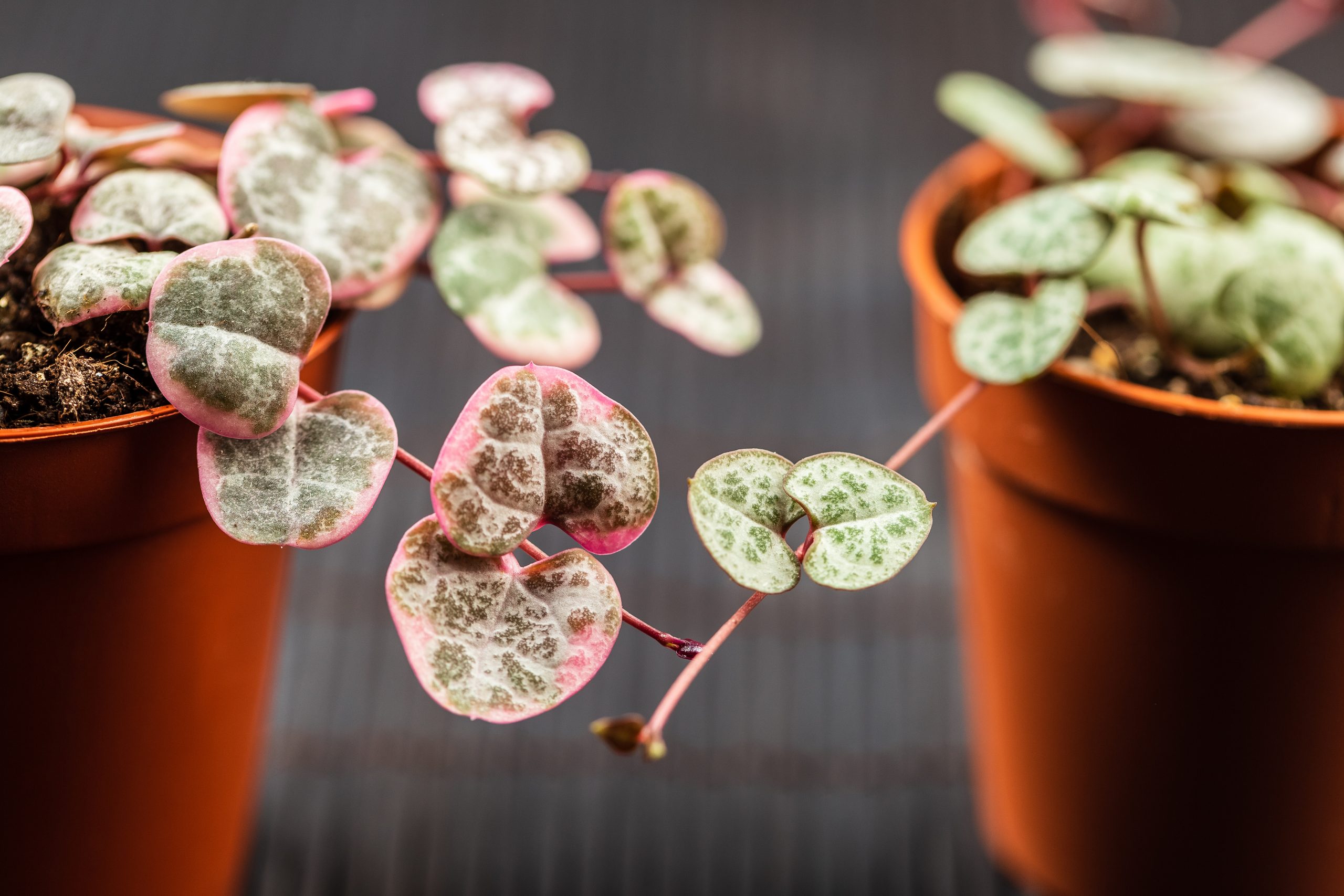 String of hearts