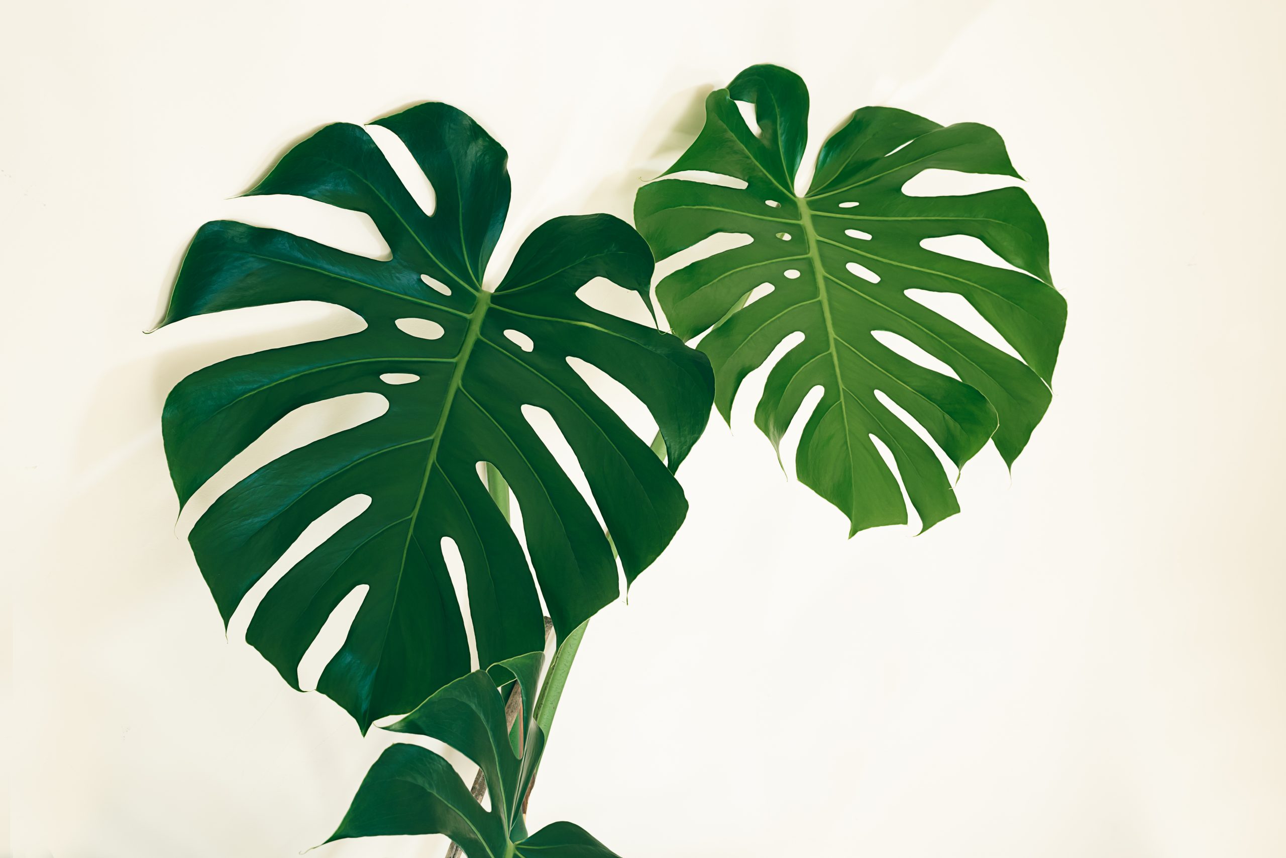 Swiss Cheese Plant - Foliage Indoor Vine Plant 