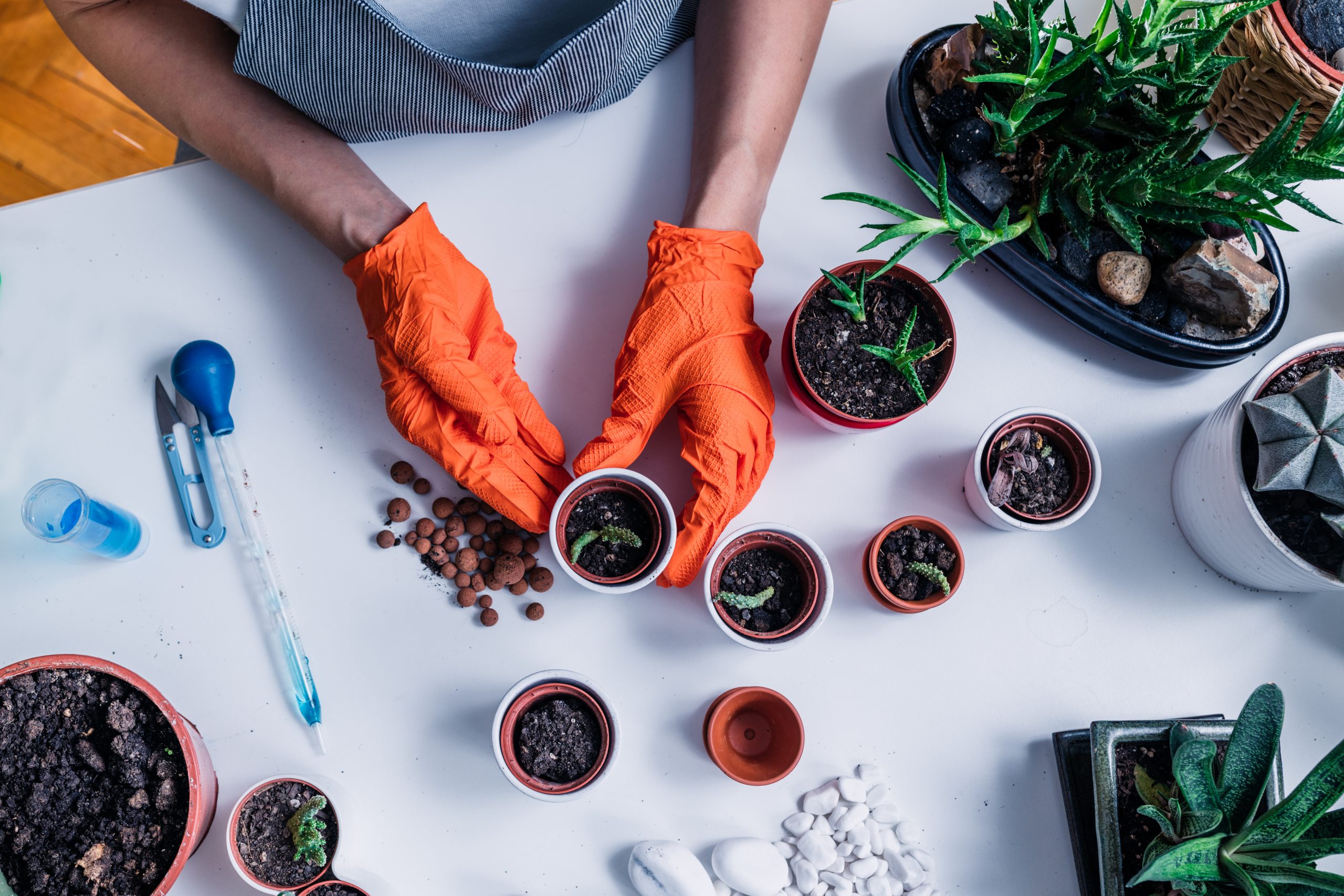 pots for aloe vera