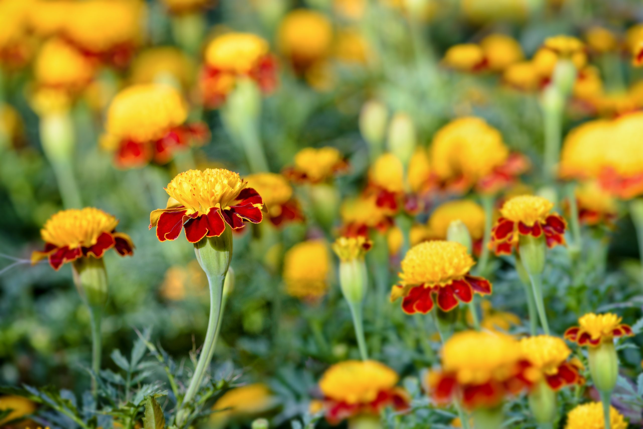 French Marigold