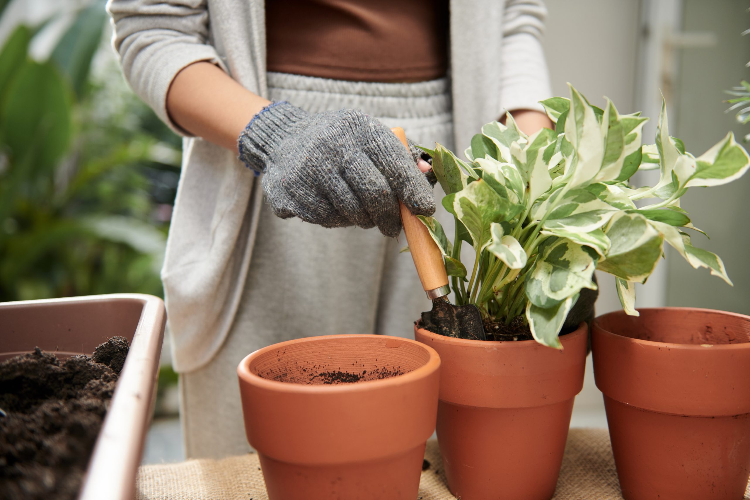 how often to water Pothos