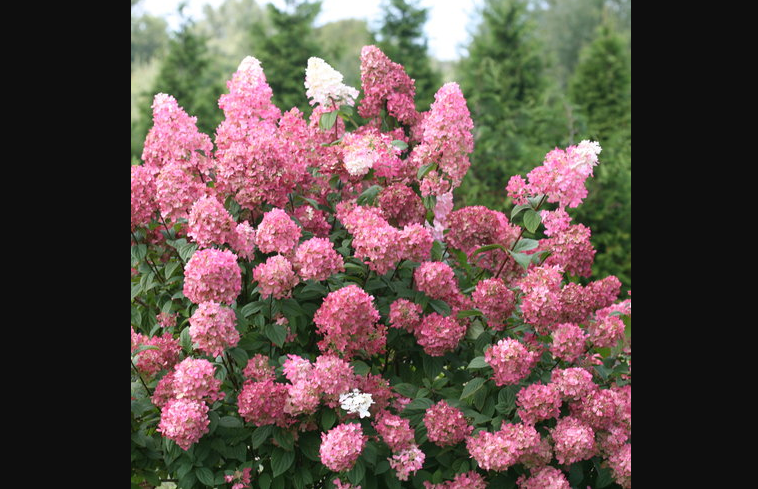 Full Sun Hydrangeas - Fire Light Hydrangea