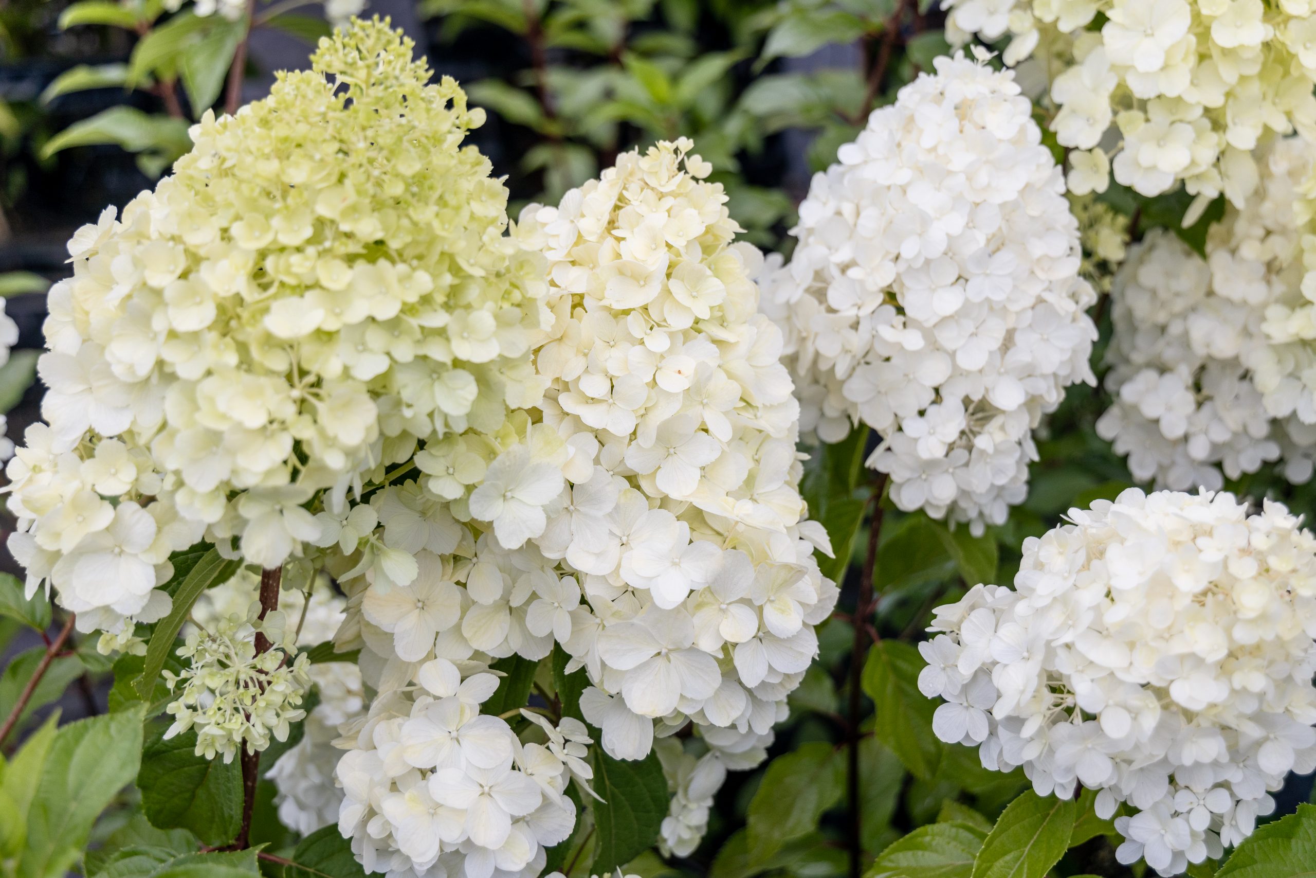Full Sun Hydrangeas - Grandiflora 