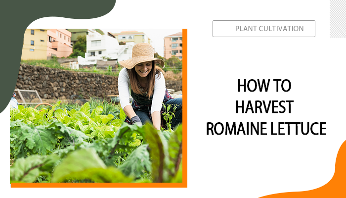 How to Harvest Romaine Lettuce