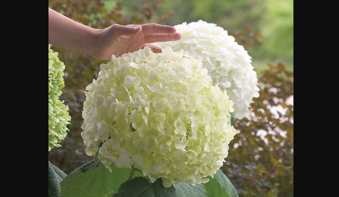 Full Sun Hydrangeas - Incrediball Hydrangea