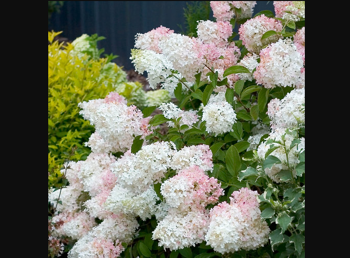 Full Sun Hydrangeas - Little Lamb 