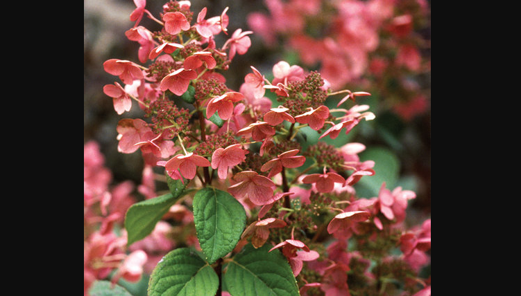 Quick Fire hydrangea