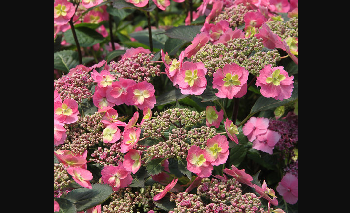 Full Sun Hydrangeas - Tuff Stuff
