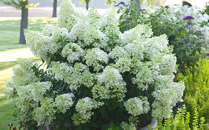 Full Sun Hydrangeas - Bobo Hydrangea